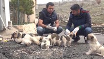 Şırnak Belediyesi Zabıta Ekipleri, Yaralı Köpeğe Sahip Çıktı