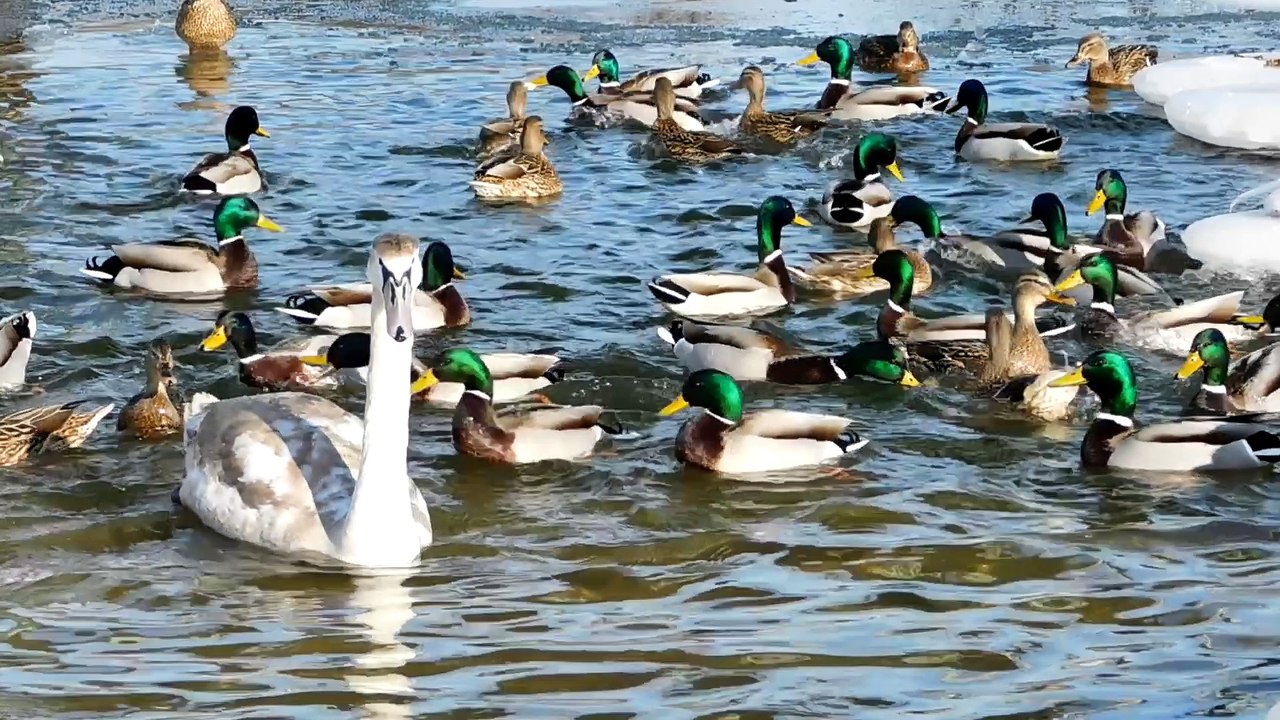 Утки, лебеди зимой. Лиепая.