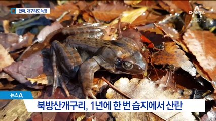 한파에 개구리도 힘들었나…한 달 늦게 산란