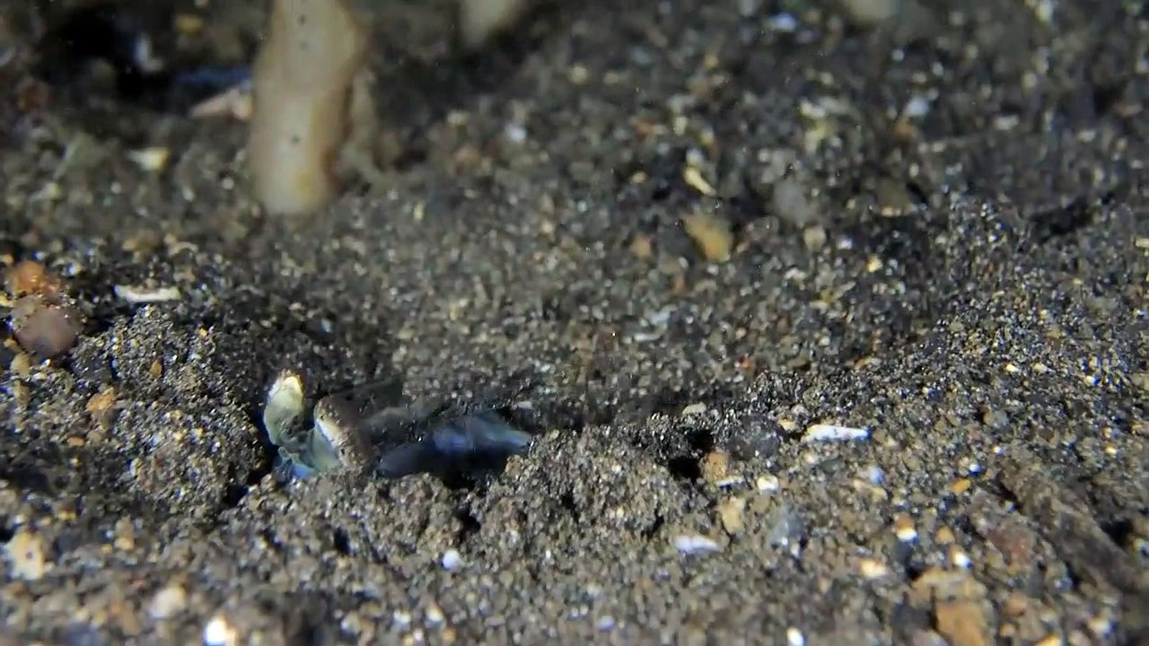 La technique de chasse de cette crevette est incroyable... Quelle rapidité