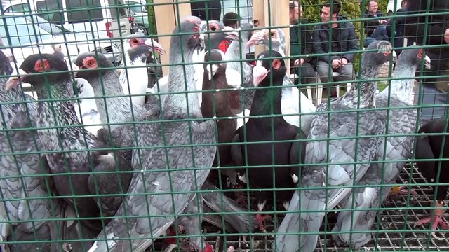 '13. Güvercin Festivali' başladı - OSMANİYE