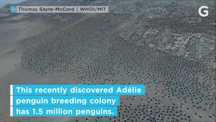 Hidden Penguin 'Supercolony' Discovered
