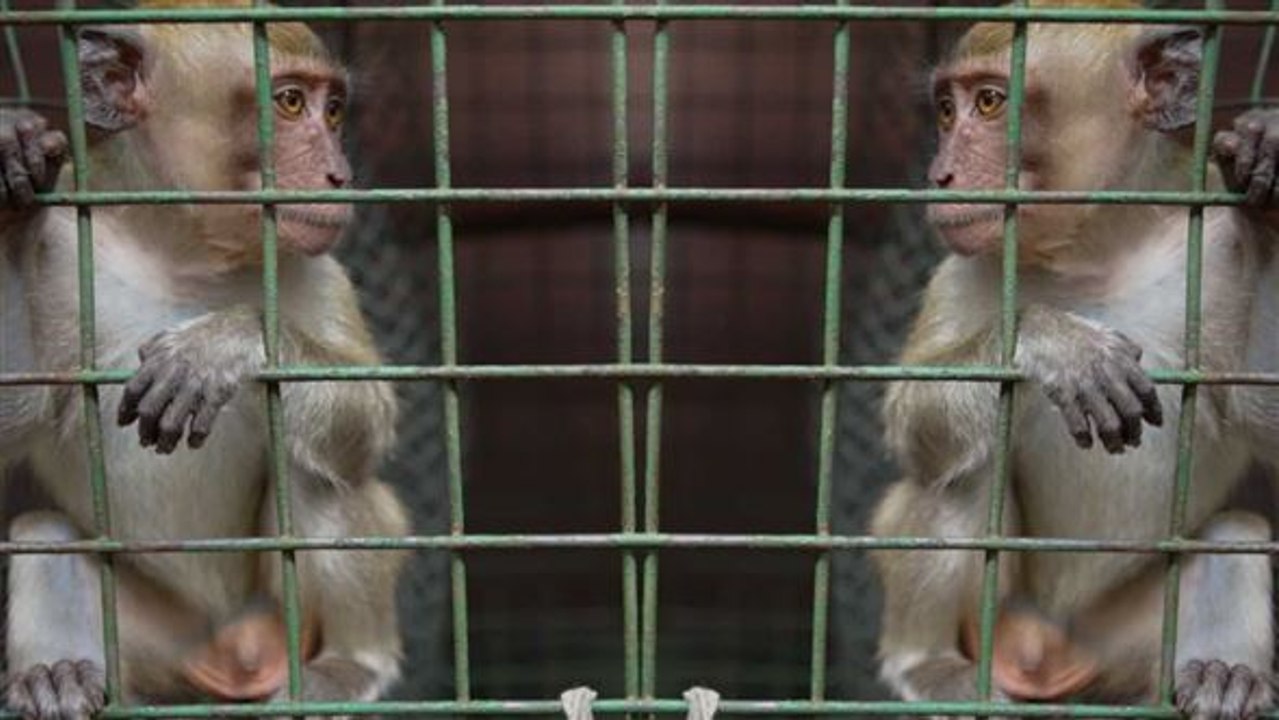 Hilfe in der not: affenrettung in jakarta