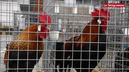 Guingamp. Une basse-cour géante installée à Kergoz