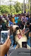 インドネシア クロコダイル死体から人