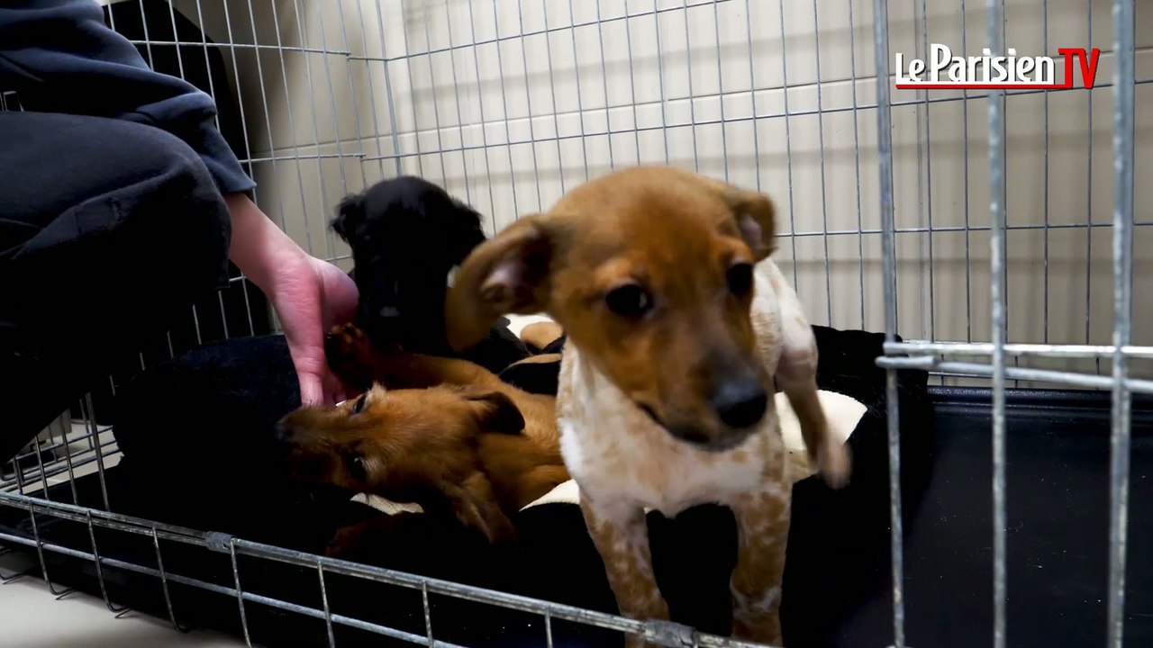 Compiègne : les chiots abandonnés dans un sac poubelle ont repris des forces