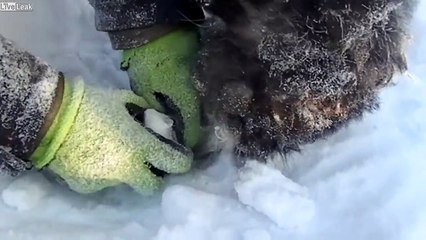 Poor Puppy left stuck in ice