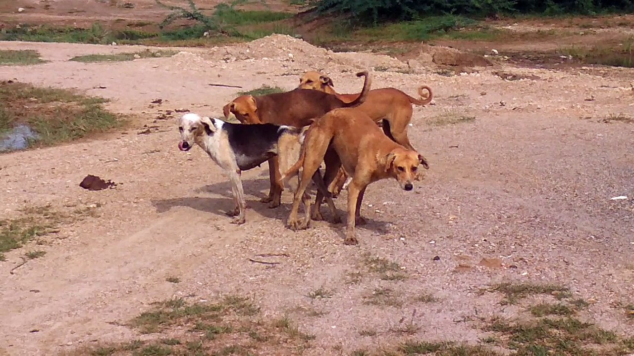 Dog mating