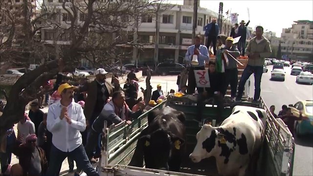 مظاهرات بالدواجن والأبقار رفضا للضرائب الزراعية بالأردن