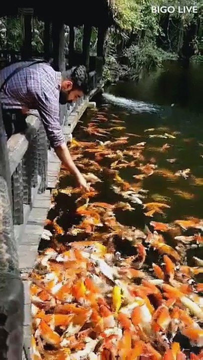 Duniya ka sabse sundar machli ka Jhund