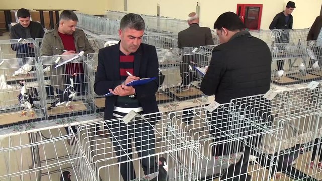 '13. Güvercin Festivali' tamamlandı - OSMANİYE