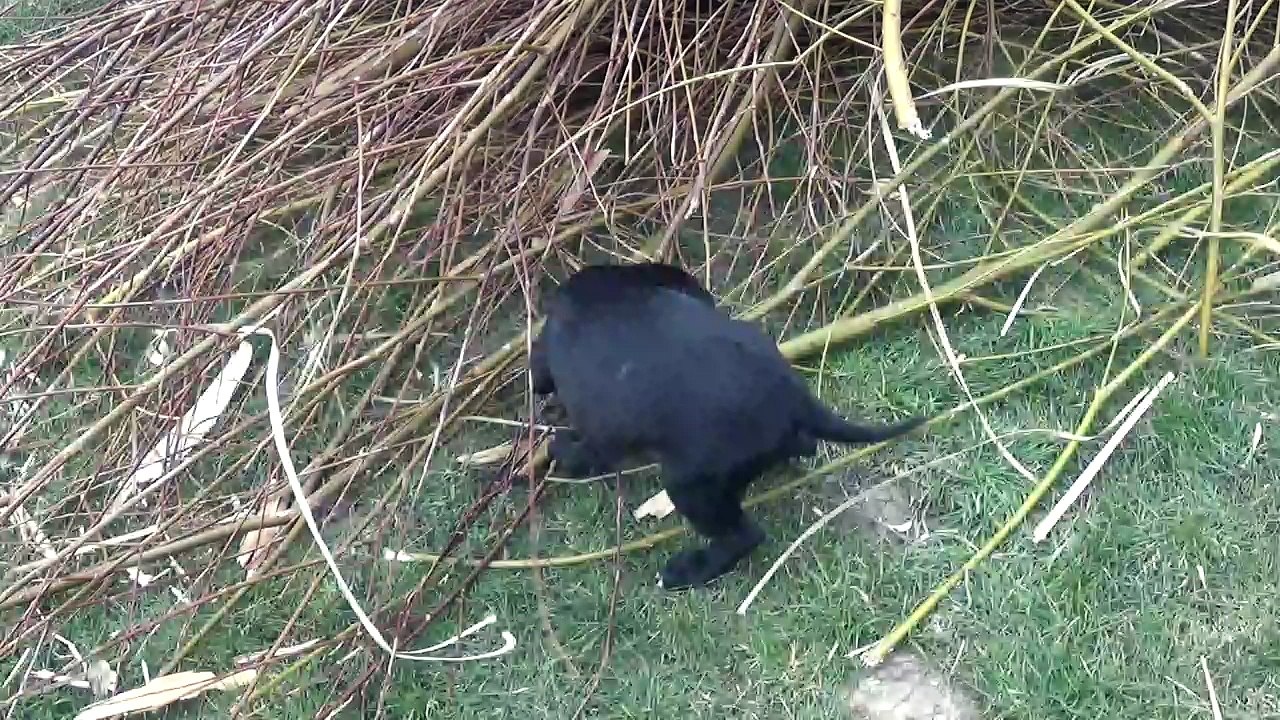 8ème vidéo Petit'Ourse n°2 Femelle de STAFFORDLAND