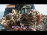 [Live Tonight] 생방송 오늘저녁 236회 - Tongyeong Hansando Island 'oyster' 통영 한산도 '햇굴' 20151026