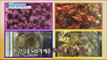 [Happyday] dried flowers unusual food reserves '이색적인 식재료,말린꽃' [기분 좋은 날] 20151104