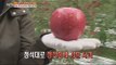 [Live Tonight] 생방송 오늘저녁 244회 - Beginner apple farmer's million rags-to-riches stories!  20151105