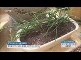 [Morning Show] To have spring greens at home 아직도 나물 돈주고 사먹니!? '집에서 봄나물 기르기!!' [생방송 오늘 아침] 20160301
