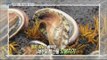[Live Tonight] 생방송 오늘저녁 392회 - Jejudo Abalone Stew in a Hot Pot! 20160629
