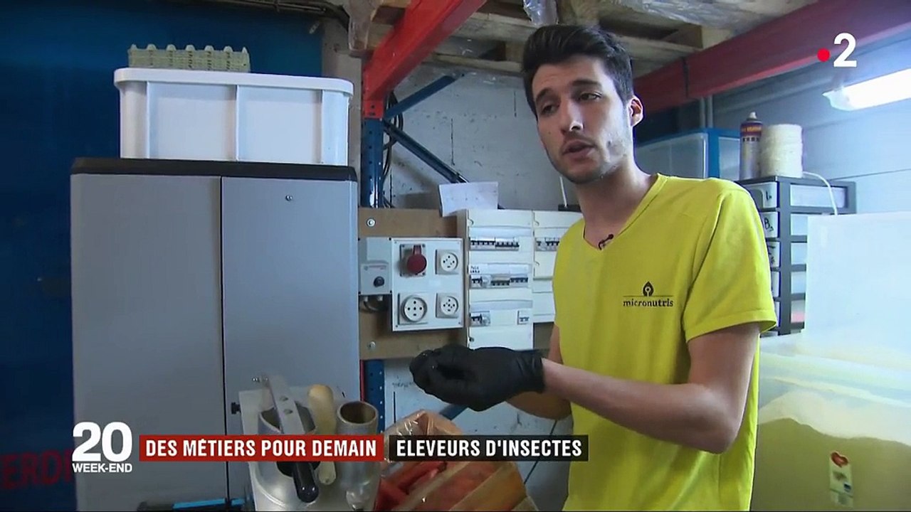 Eleveurs d'insectes, un travail de fourmi