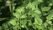 [Greensilver] Scent, fragrant water parsley 상큼,향긋한 '미나리' [고향이 좋다 347회] 20151221