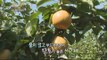 [Greensilver] Differeent taste in part?! Gyeonggi Pyeongtaek - Pear 신고 배 [고향이 좋다 335회] 20150921