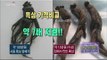[Morning Show] Making 'Black ginseng'just in home '흑삼' 집에서 만드는 비법! [생방송 오늘 아침] 20151217