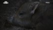 [MBC DMZ, THE WILD] - 새끼를 보호하기 위한 멧돼지의 둥지 20170612