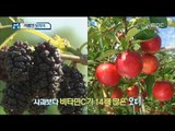 [Economy magazine M] 경제매거진 M - mulberry  is good for anti-aging and improving eyesight 20170610