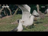 [MBC DMZ, THE WILD] - 구지도의 폭군 괭이갈매기 20170612