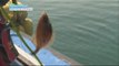 [Happyday] Effect of flounder 봄이 주는 선물! 간 건강에 좋은 '도다리' [기분 좋은 날] 20160415