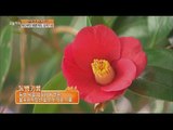 [Live Tonight] 생방송 오늘저녁 278회 - Camellia oil used for baby face 20151224