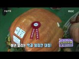 [Morning Show] This is the real 245kg 'Giant pumpkin' 이게 바로 245kg '자이언트 호박'이다![생방송 오늘 아침] 20150925