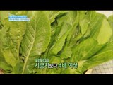 [Happyday] Effect of mustard leaf면역력 강화에 최고! 건강 식재료 '갓' [기분 좋은 날] 20160415