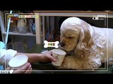 [Haha Land] 하하랜드 - Puppy eating snacks quietly 20171213