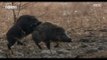 [MBC DMZ, THE WILD] - 계속되는 수컷 멧돼지의 구애 20170715