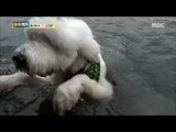 [Haha Land] 하하랜드 - Puppy diving 20171108