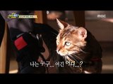 [Haha Land 2] 하하랜드2 - The cat is bewildered at a sudden walk. 20180228