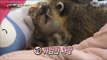 [Haha Land] 하하랜드 - Show interest to baby lion 20170823