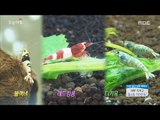 [Morning Show] shrimp investment techniques '새우' 키우고 월수입 700만 원! [생방송 오늘 아침] 20160906