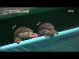 [Haha Land] 하하랜드 - Five cute otter 20170920