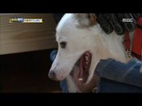 [Haha Land] 하하랜드 - A dog expert comes in 20170920