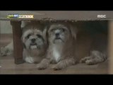 [Haha Land] 하하랜드 - Puppies in an empty house 20170927