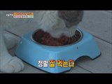 [Live Tonight] 생방송 오늘저녁 224회 - The cat that stole only spicy food 20151007