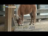 [Haha Land] 하하랜드 - Lonely horse 20171011