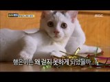 [Haha Land] 하하랜드 - The struggle of a cat that can not walk 20170802
