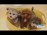 [Morning Show] Pup catch popularity on social media 귀여움 주의! SNS 스타견 '마늘·생강·후추' [생방송 오늘 아침] 20160428