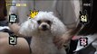 [Haha Land] 하하랜드 - A puppy who hates only mom 20170816