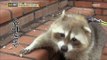 [Haha Land] 하하랜드 - Whatever you want, Raccoon 20170816