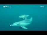 [MBC Documetary Special] - 새끼 돌고래와 어미 돌고래를 도와주는 돌고래 무리들20170817