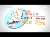 [MBC Documetary Special] - 기온 상승으로 짧아진 벚꽃 개화일 간격 20170206