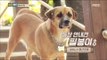 [Haha Land] 하하랜드 - Mountain guide 犬 PilBongi!!20171025